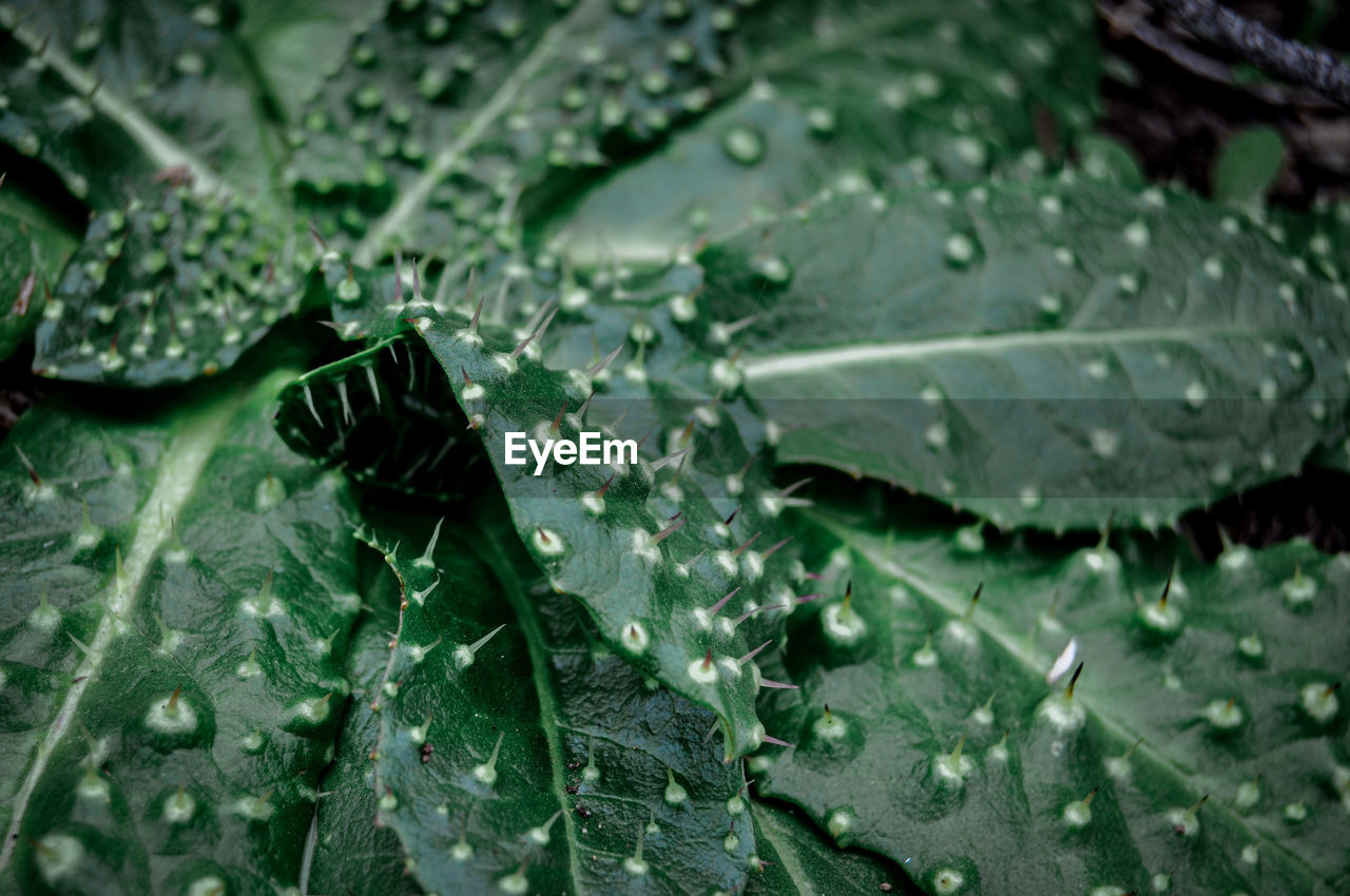 WATER DROPS ON LEAVES