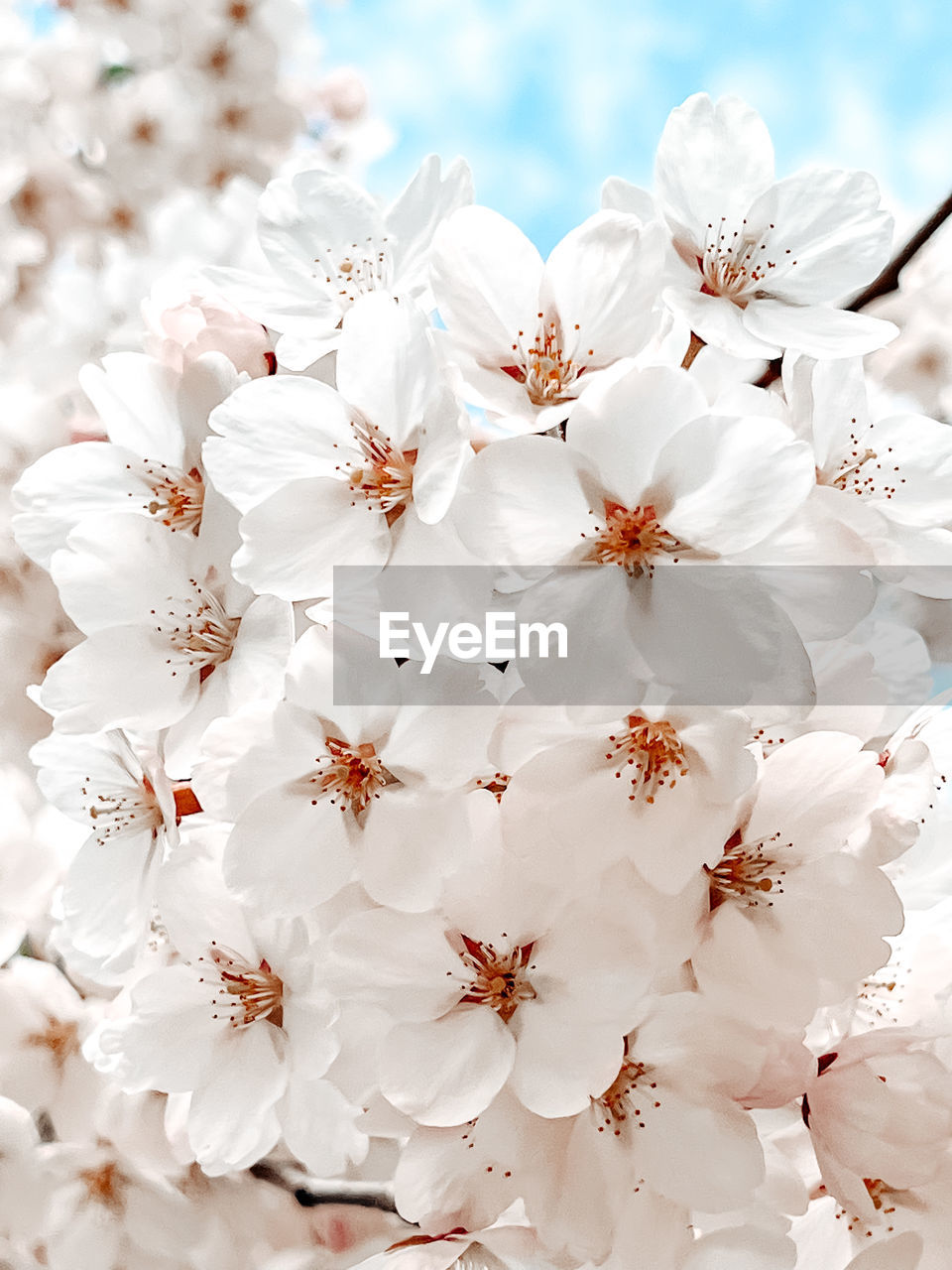 plant, flower, flowering plant, petal, branch, white, beauty in nature, freshness, nature, blossom, springtime, fragility, no people, cherry blossom, close-up, celebration, tree, backgrounds, event, outdoors, inflorescence, flower head, sky, holiday, spring, macro photography, day, focus on foreground, growth