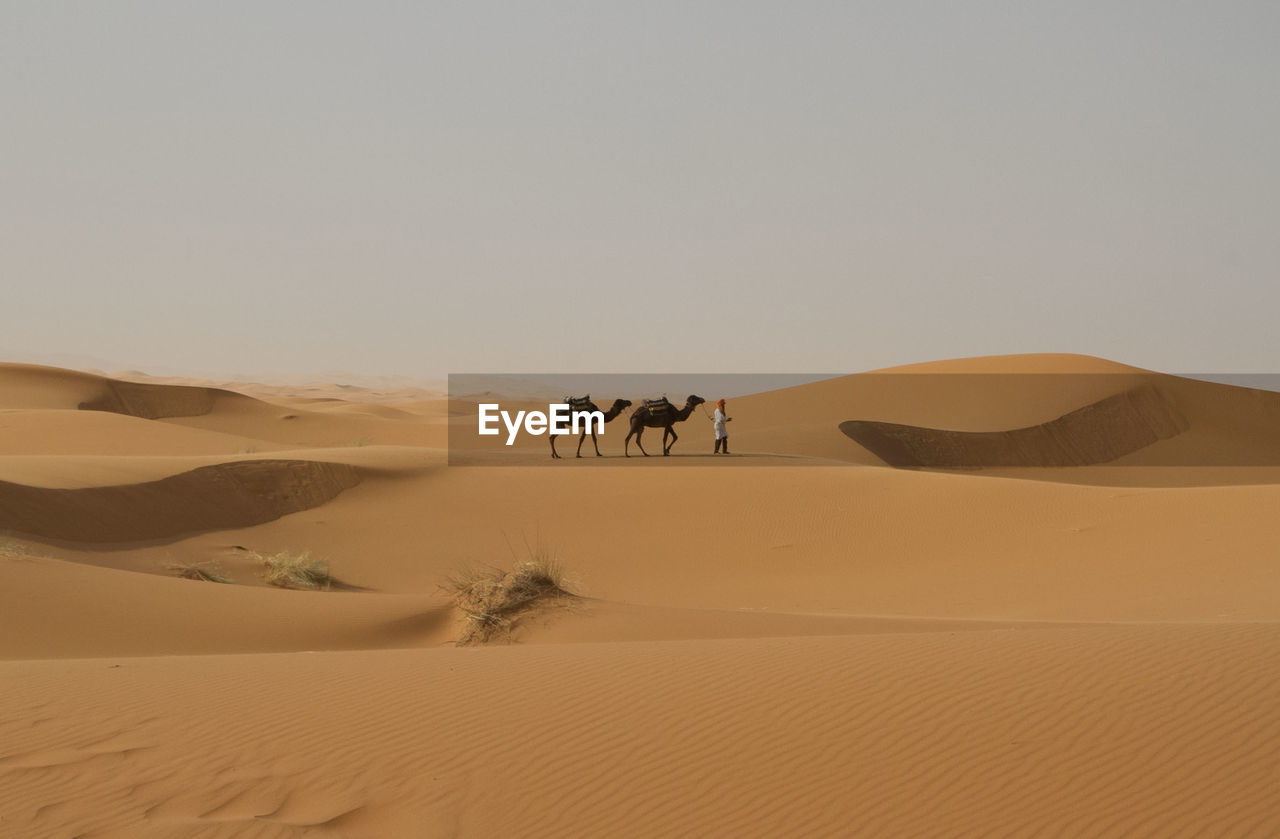 Man with camels at desert against sky