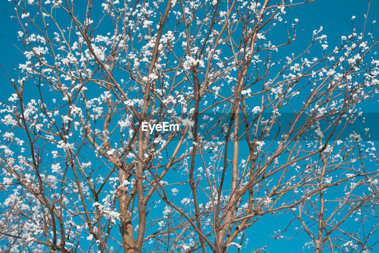 LOW ANGLE VIEW OF CHERRY TREE AGAINST BLUE SKY