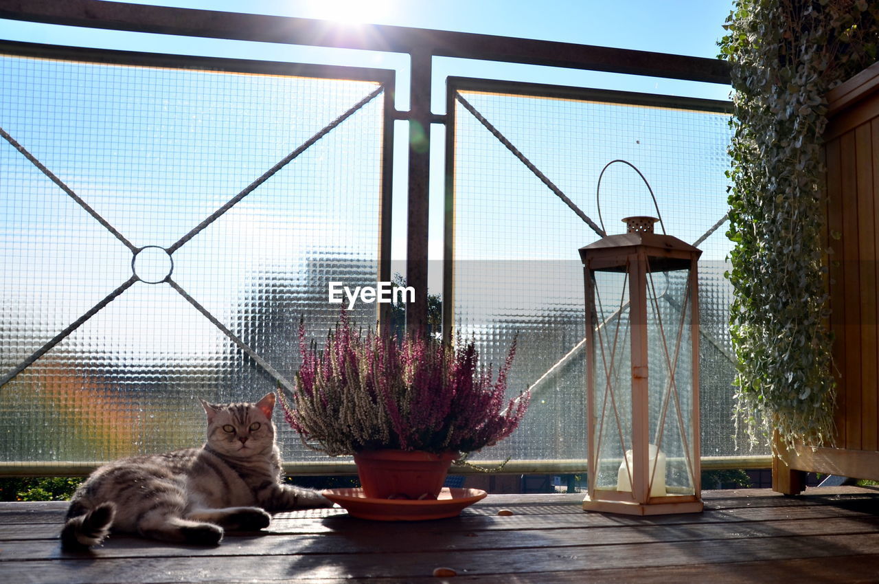 Cat lying by potted plant and old-fashioned lantern against railing at balcony