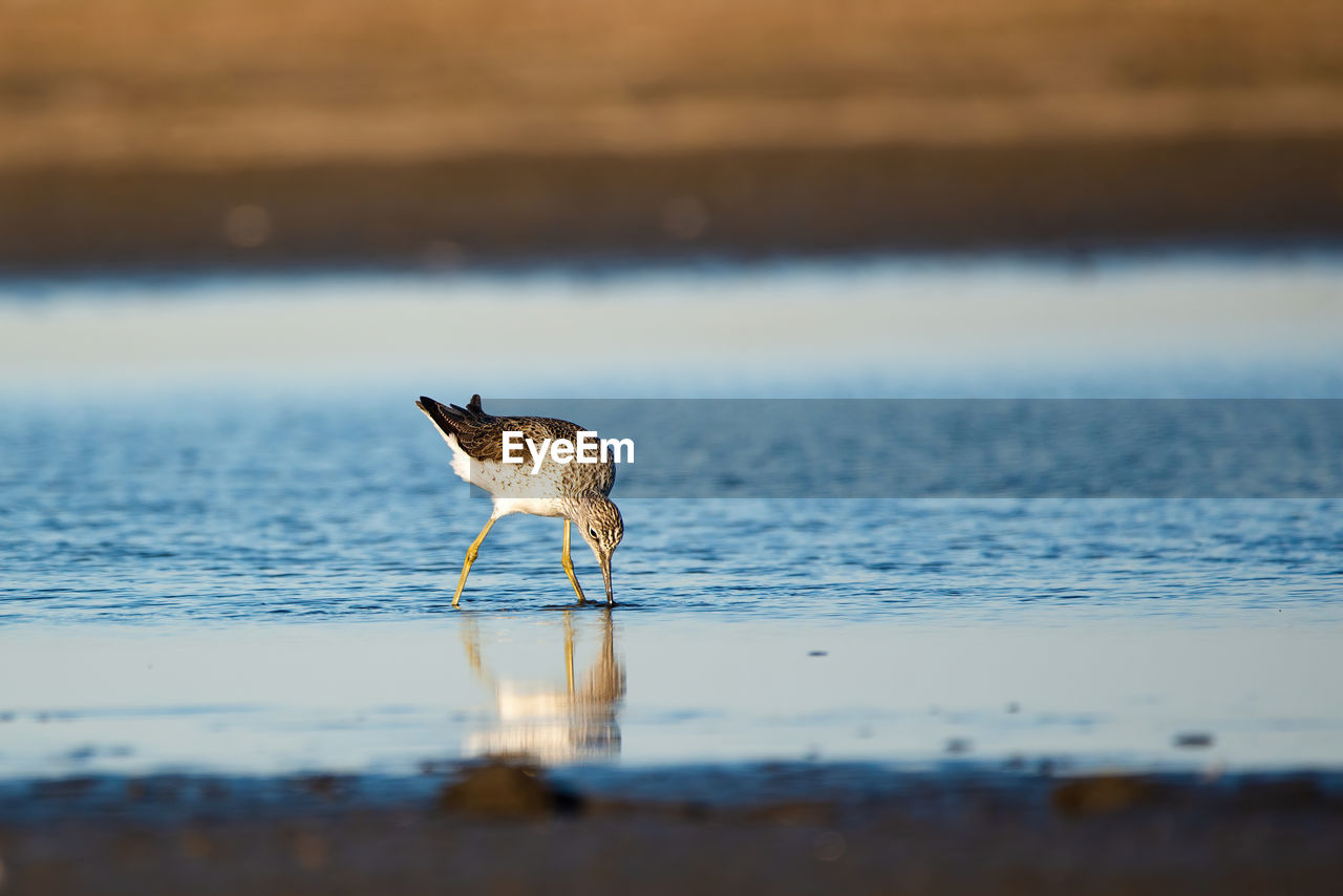 BIRD ON THE BEACH