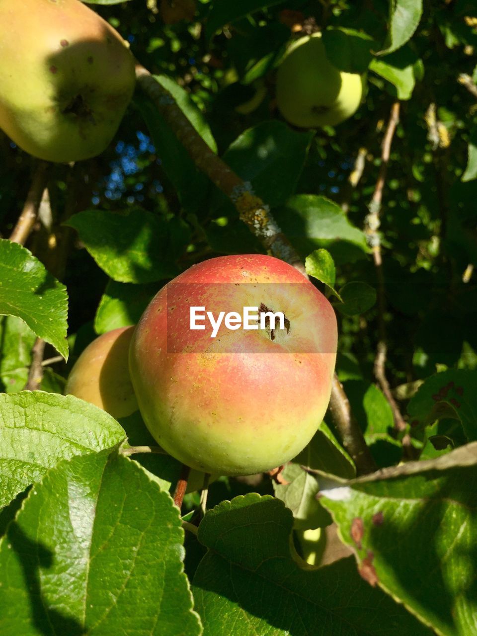 Close-up of apple on tree