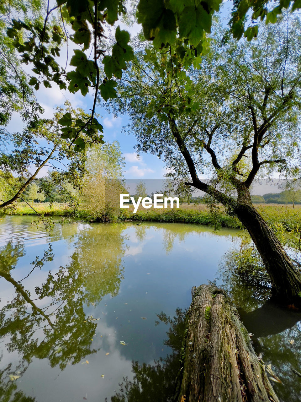 TREES BY LAKE AGAINST SKY