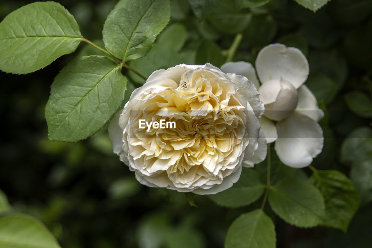 Close-up of pale yellow rose