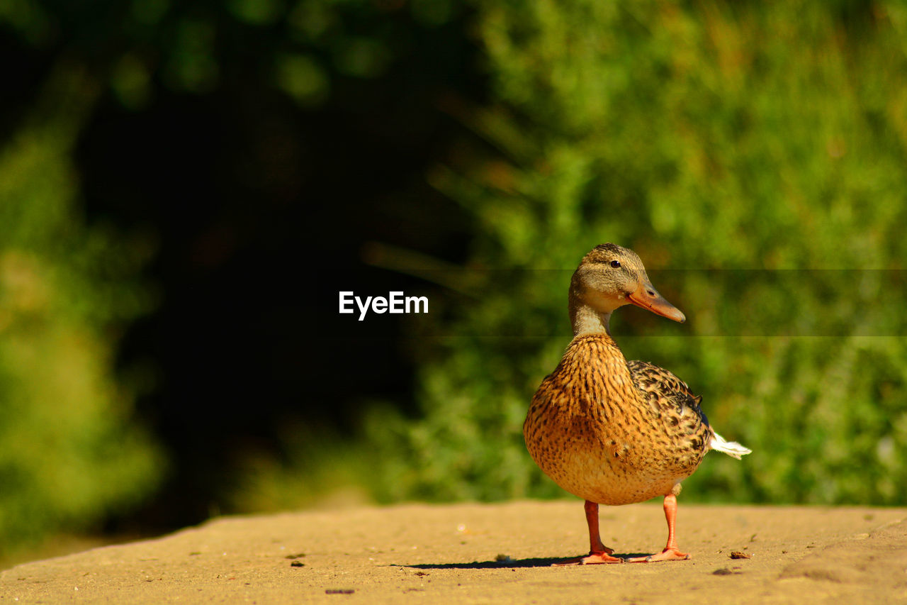 Close up of mallard duck 