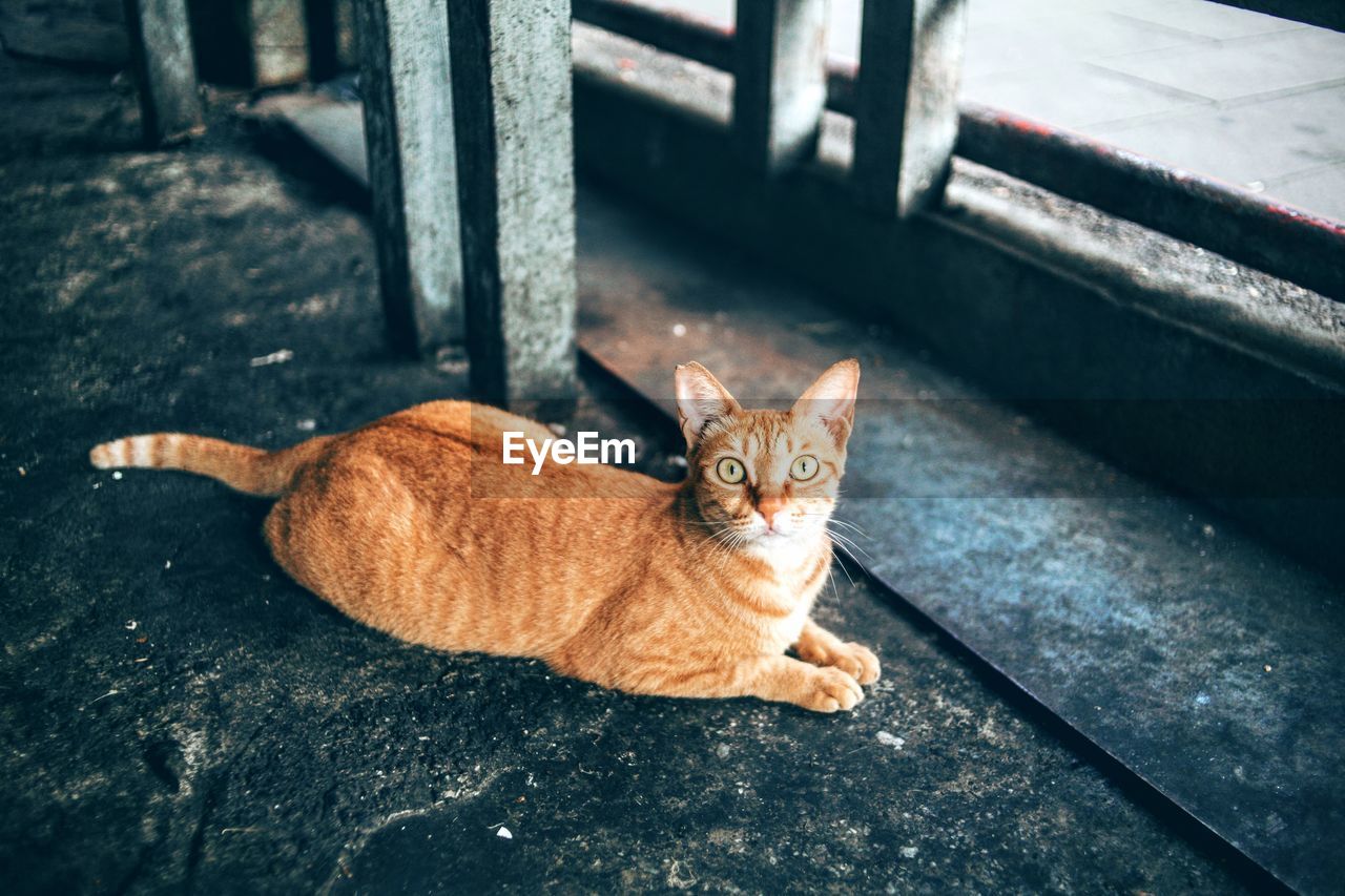 Portrait of surprised ginger cat while relaxing in old building