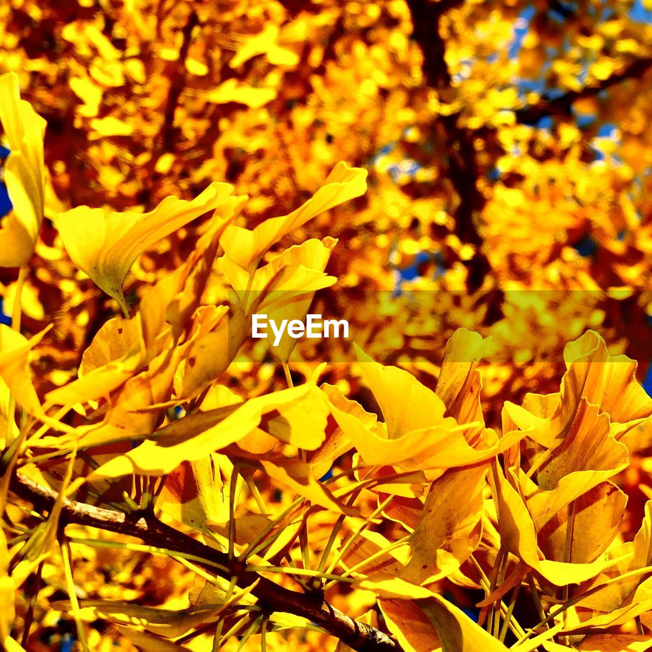 FULL FRAME SHOT OF LEAVES