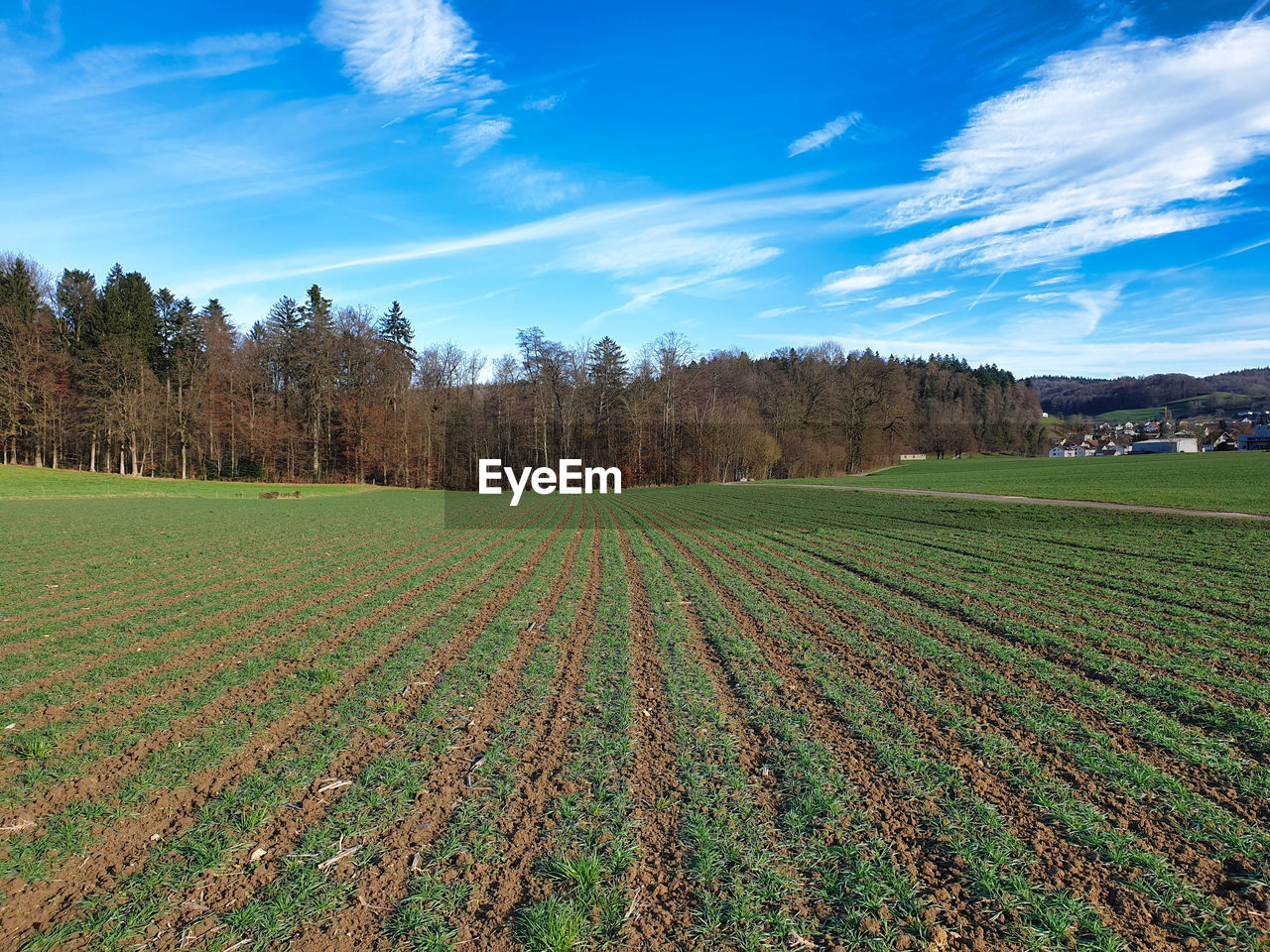 Crop rotation of a cultivated agricultural field that has recently been abandoned with grass. 