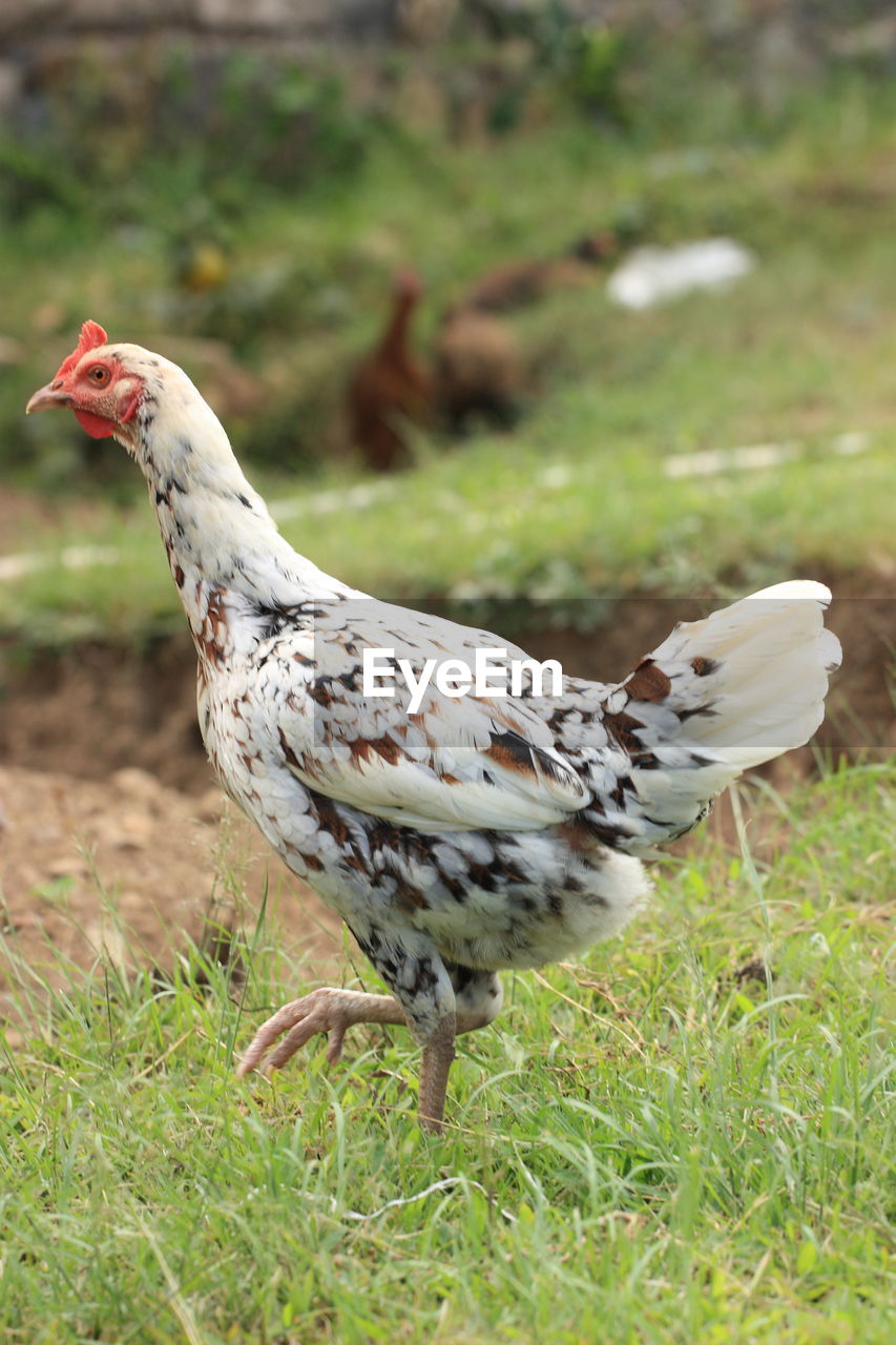 BIRD ON A FIELD