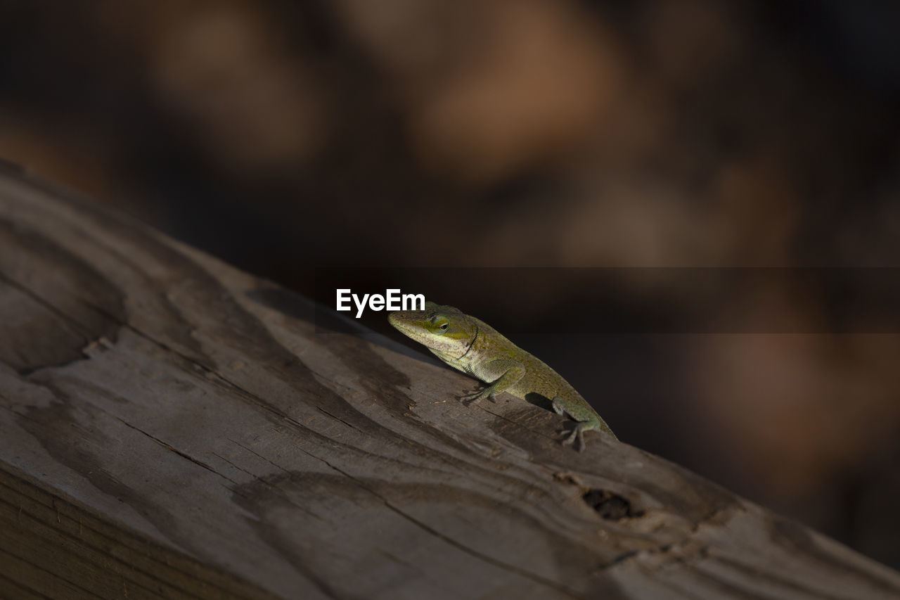 animal themes, animal, animal wildlife, one animal, close-up, wildlife, reptile, macro photography, wood, lizard, no people, gecko, nature, green, leaf, tree, outdoors, focus on foreground, insect, day, anole, selective focus, animal body part