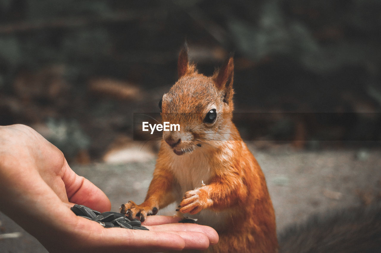 Cropped hand feeding seeds to squirrel