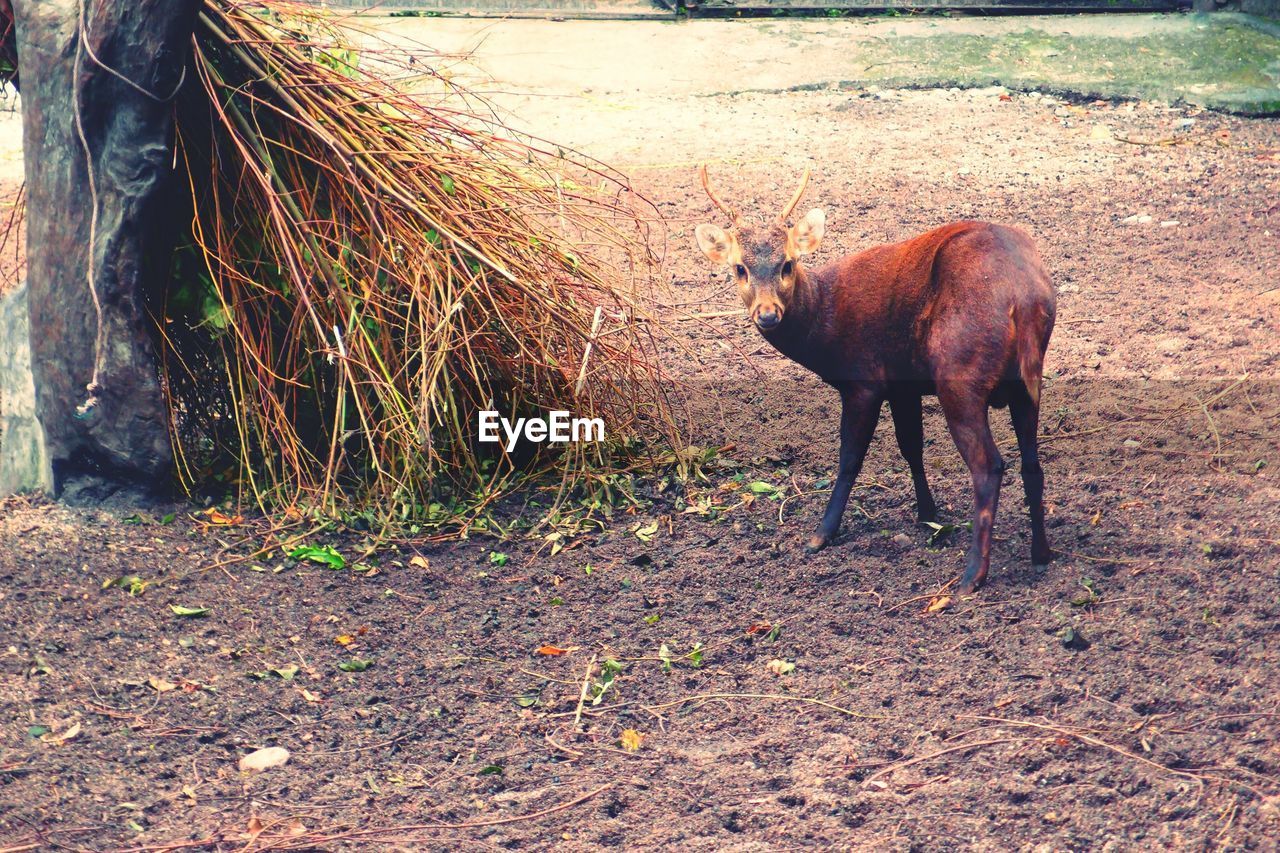 BROWN HORSE ON FIELD