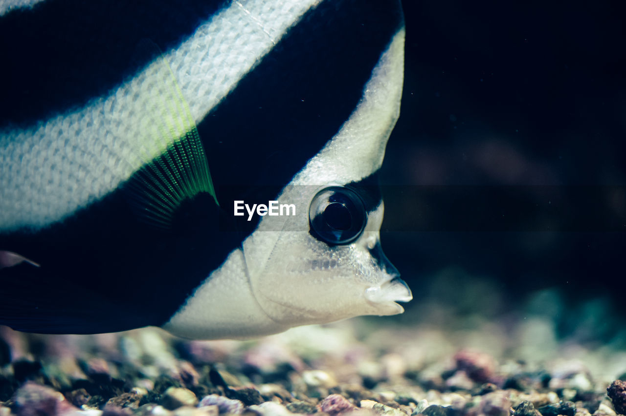 Close-up of butterflyfish swimming in tank at aquarium
