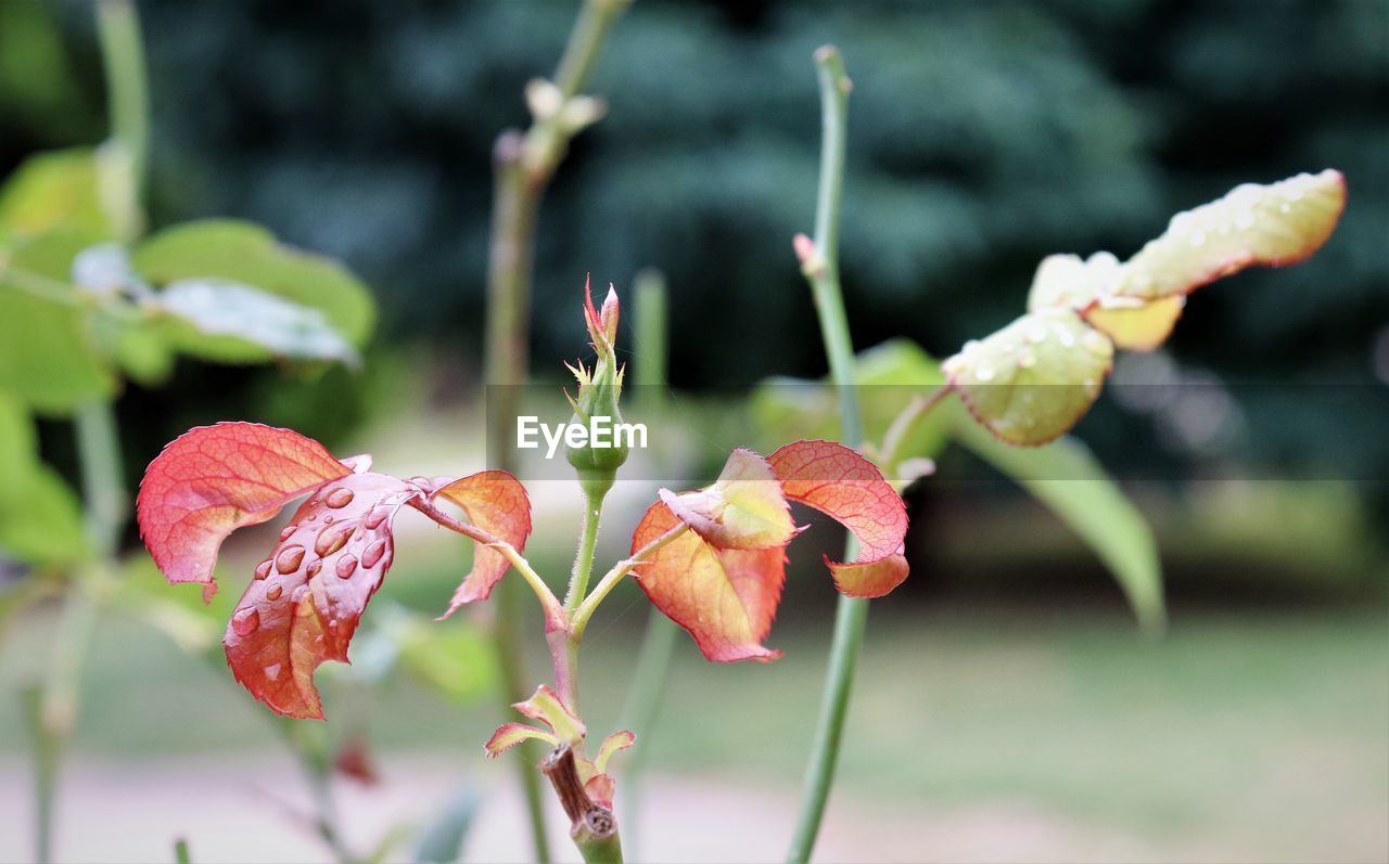 CLOSE-UP OF FLOWERING PLANTS