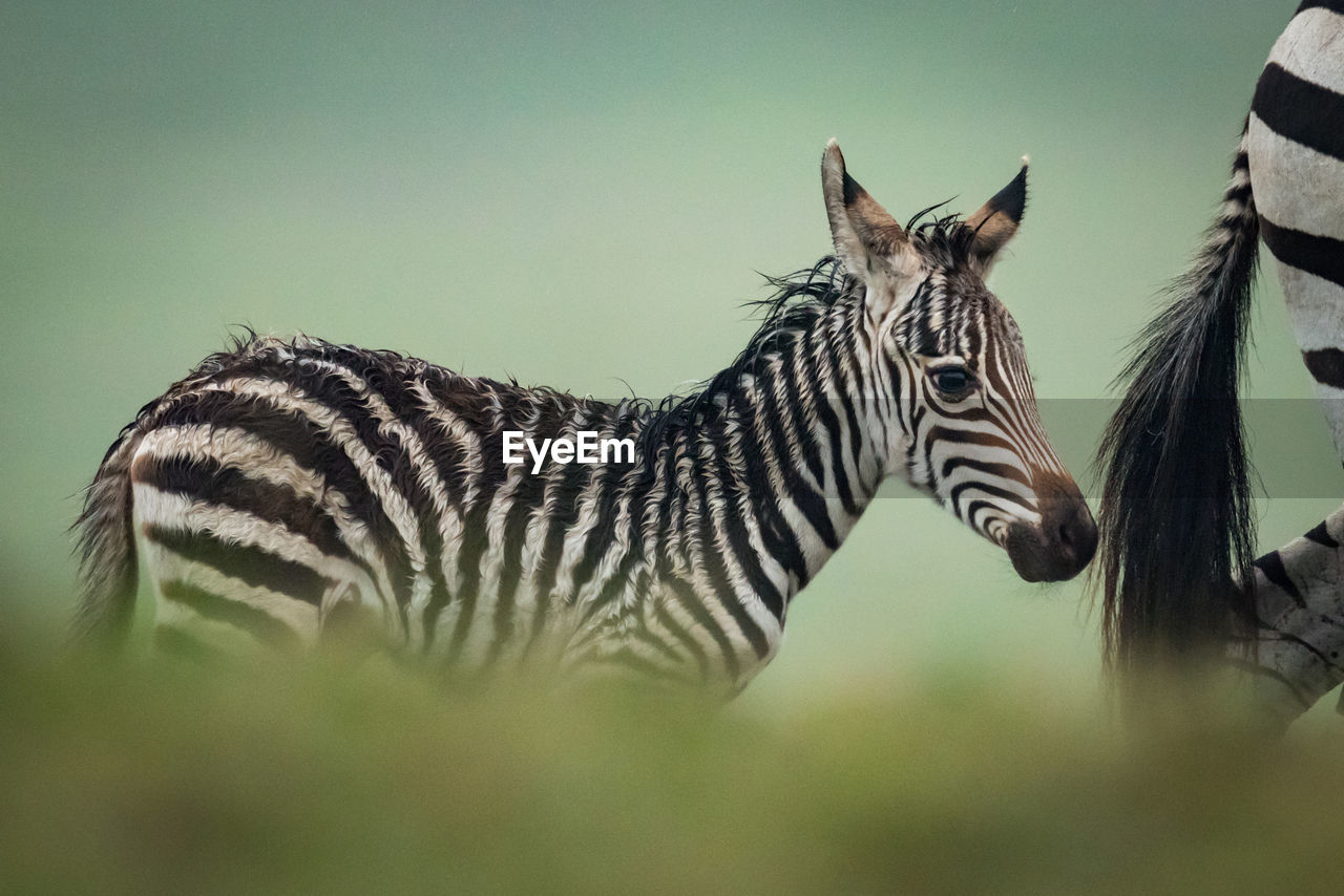 Close-up of zebra with foal in forest