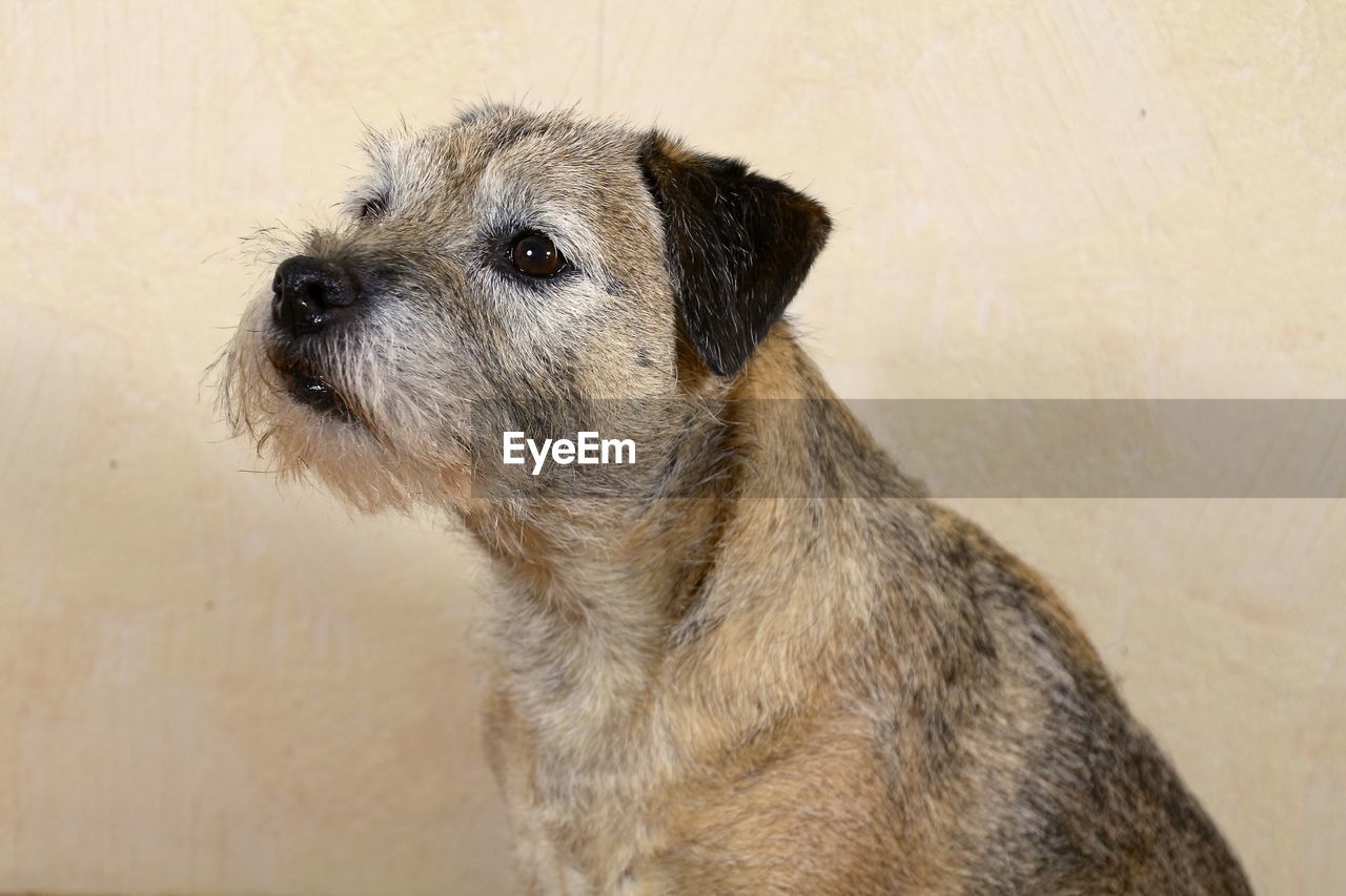 Close-up of border terrier against wall