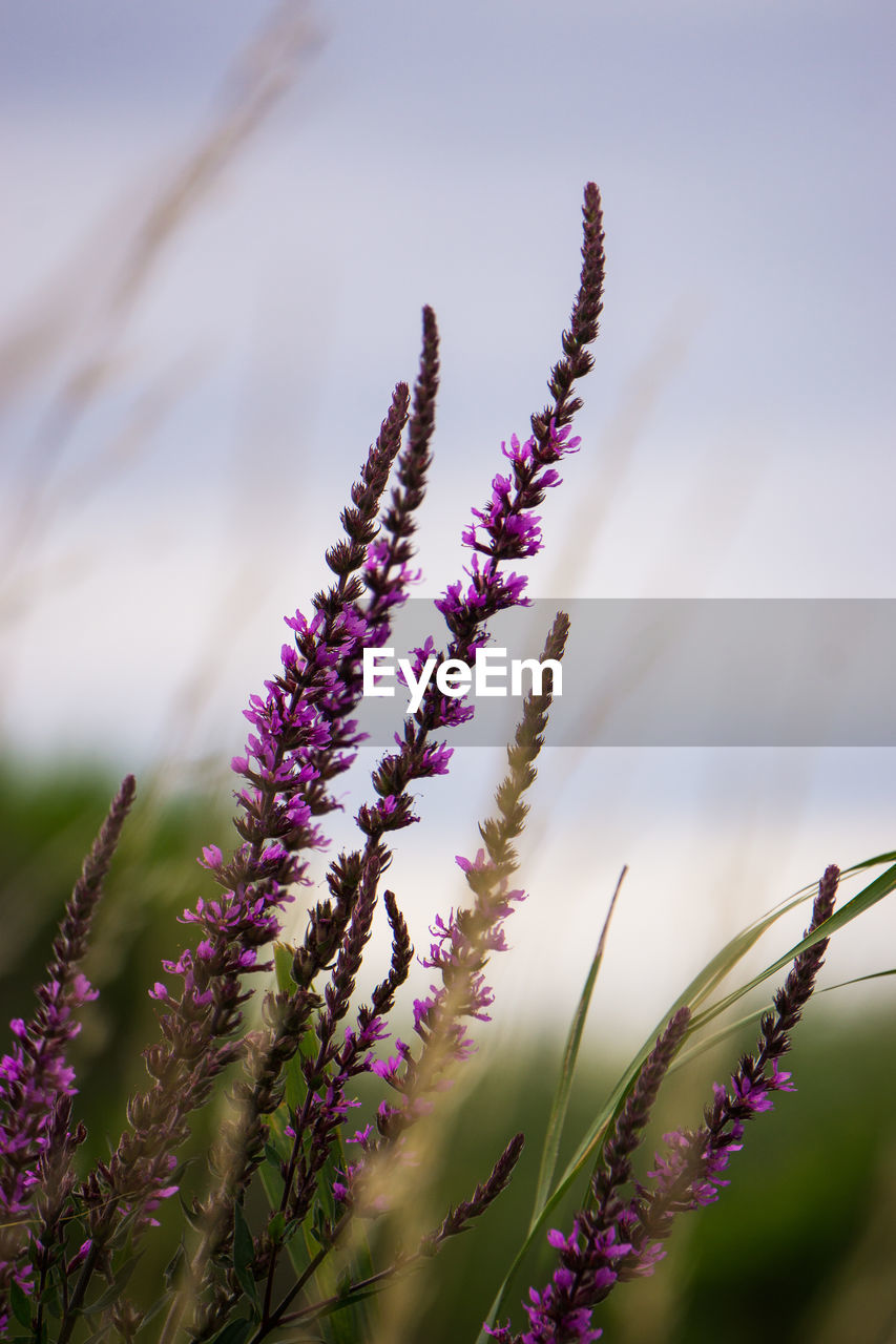 Close-up of purple flowering loosestrife on field against sky