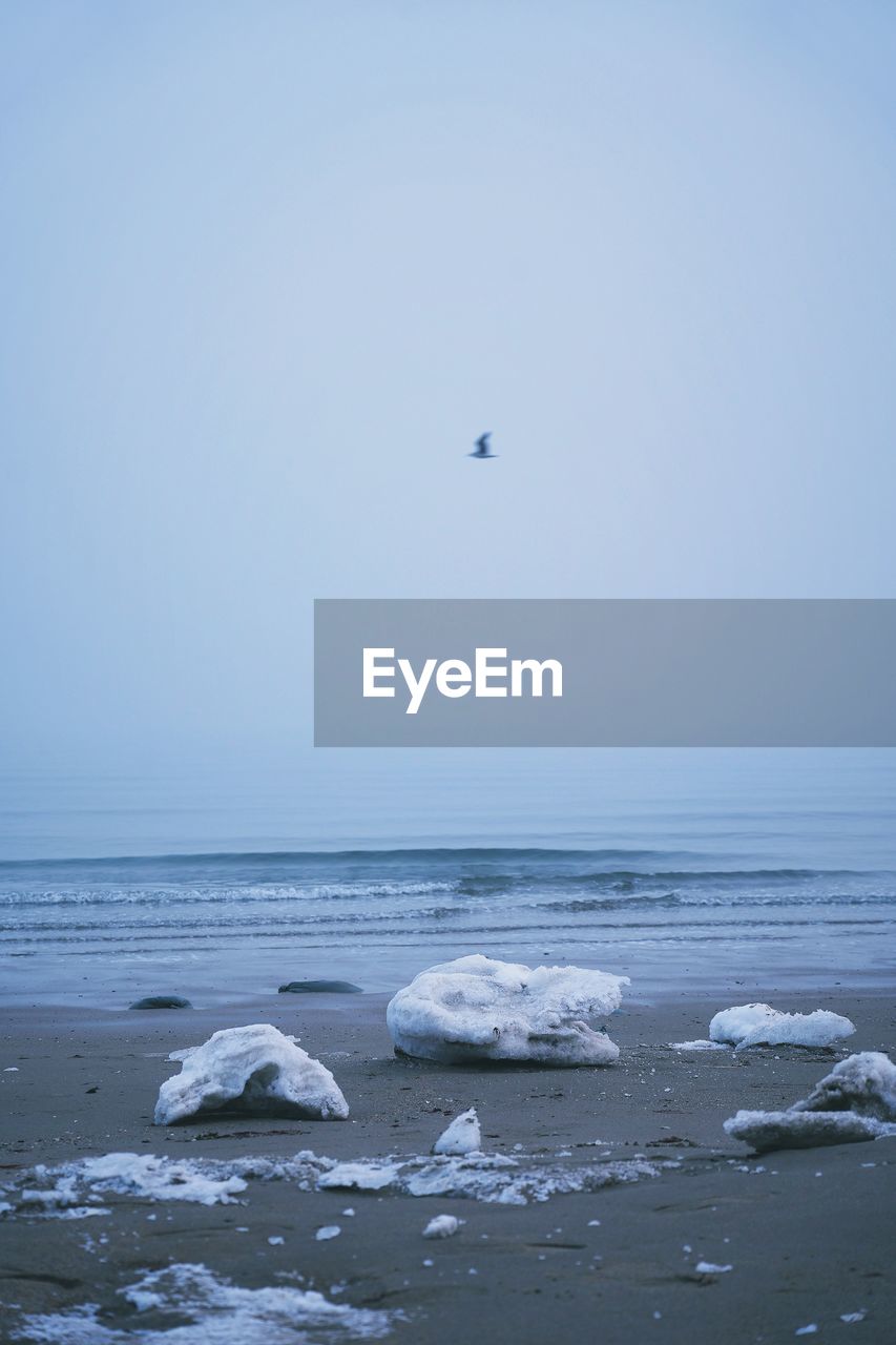 Scenic view of cold sea against clear sky with a seagull flying away 