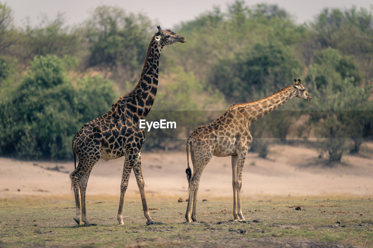 giraffes standing on field
