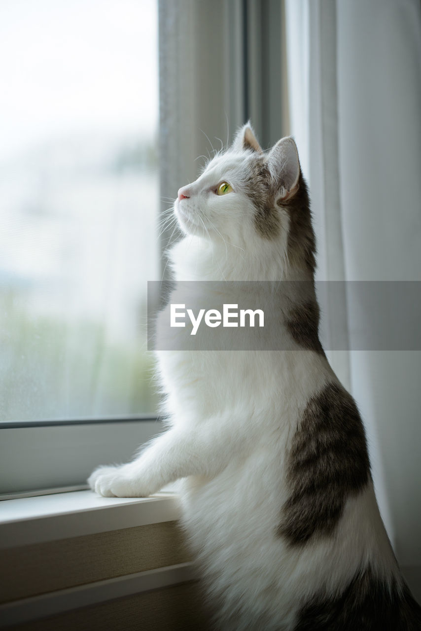 Cat standing beside window looking outside