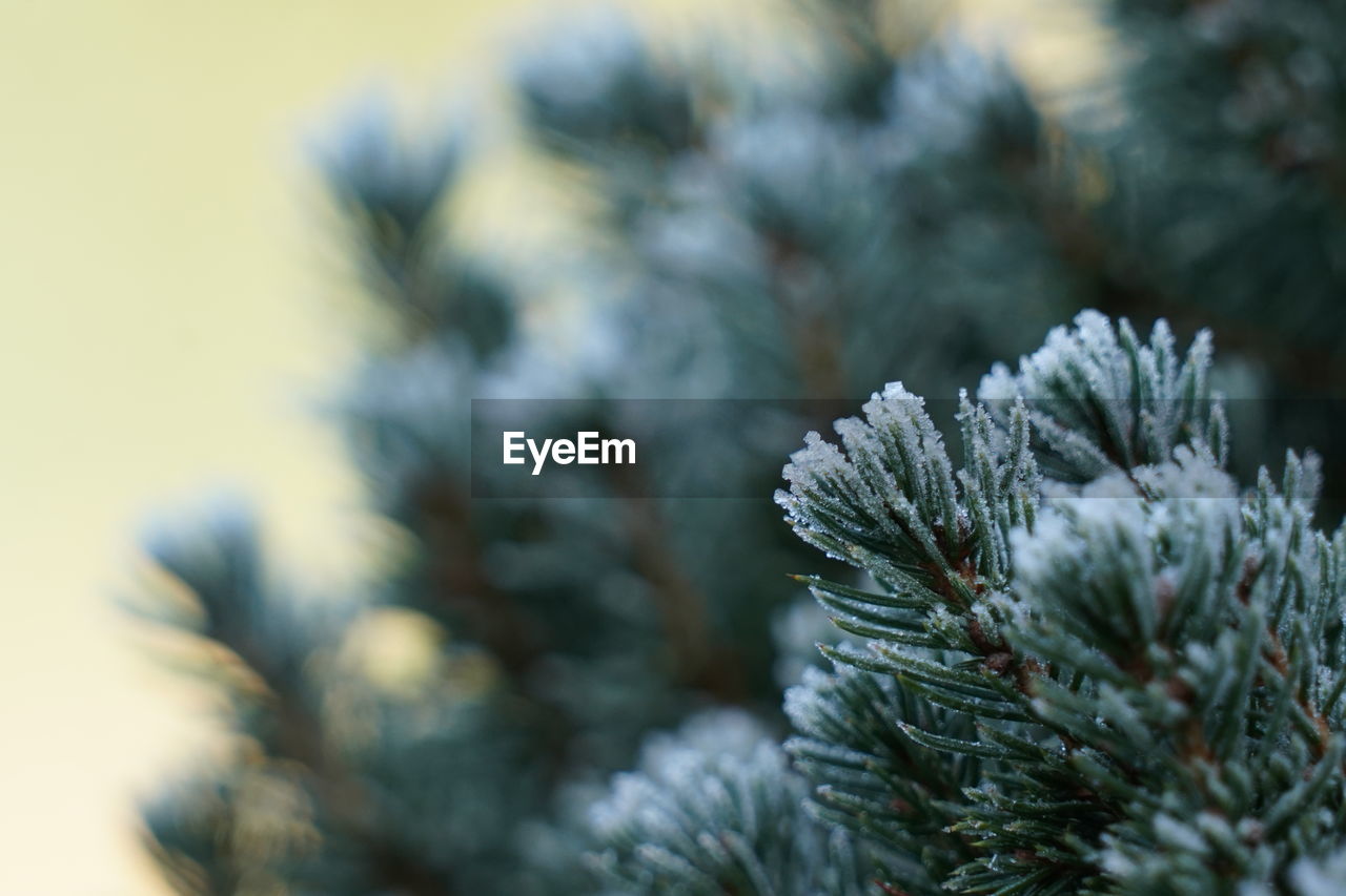 Close-up of snow covered plant