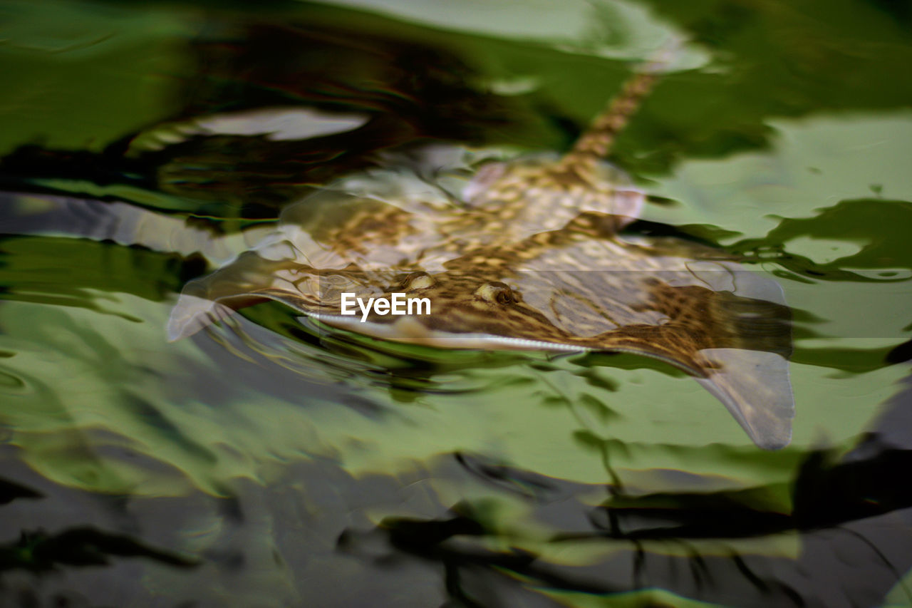 CLOSE-UP OF TURTLE IN WATER
