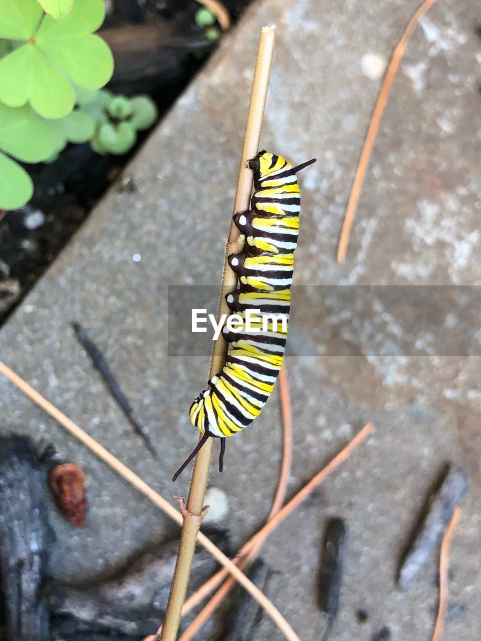 HIGH ANGLE VIEW OF BUTTERFLY ON PLANT