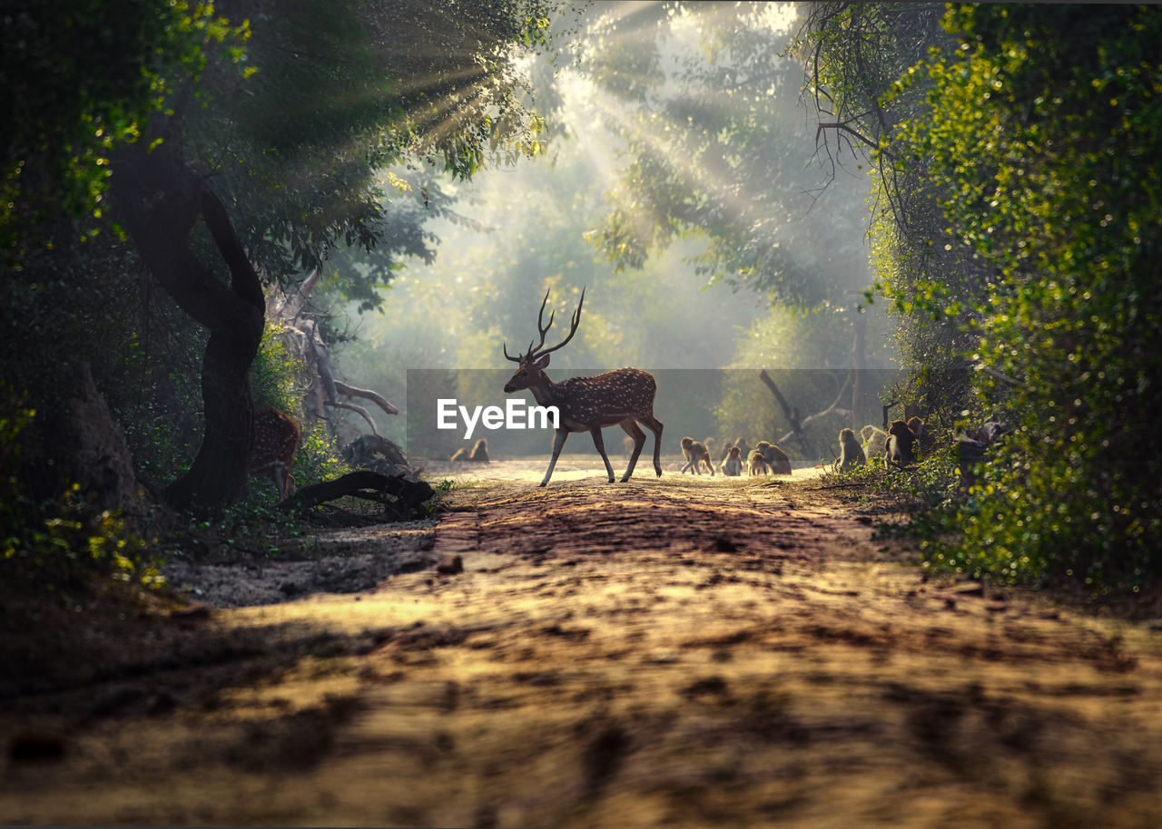 VIEW OF DEER ON ROAD