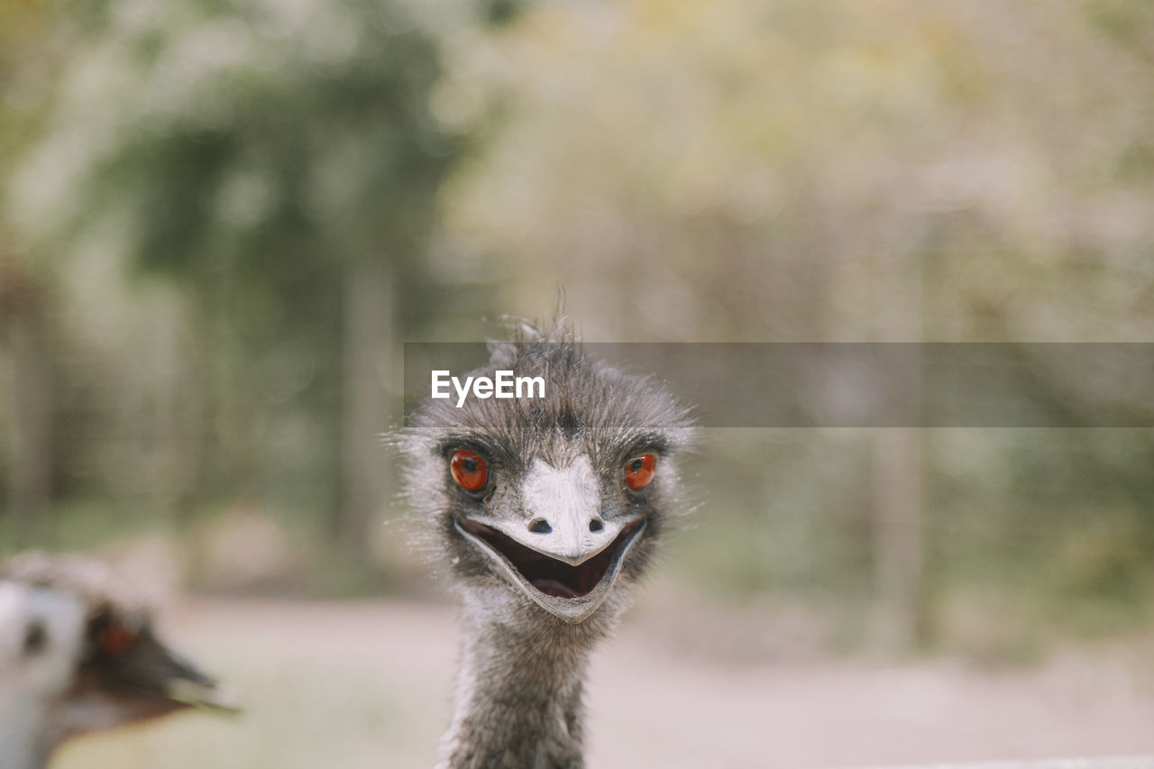 Close-up portrait of bird