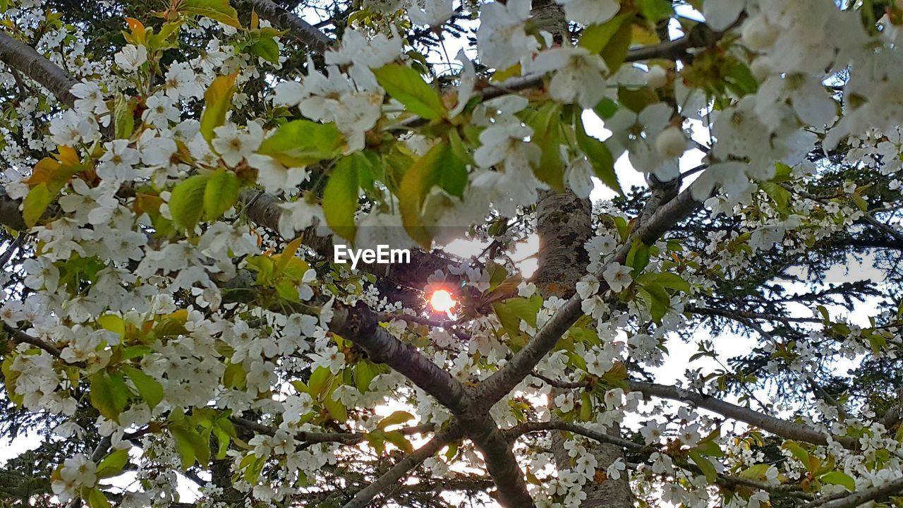 Low angle view of white flowers blooming on trees