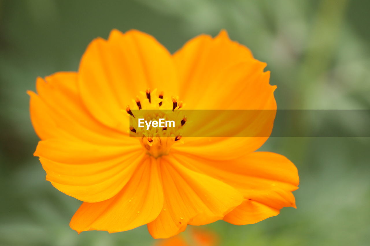 Close-up of a yellow flower against blurred background