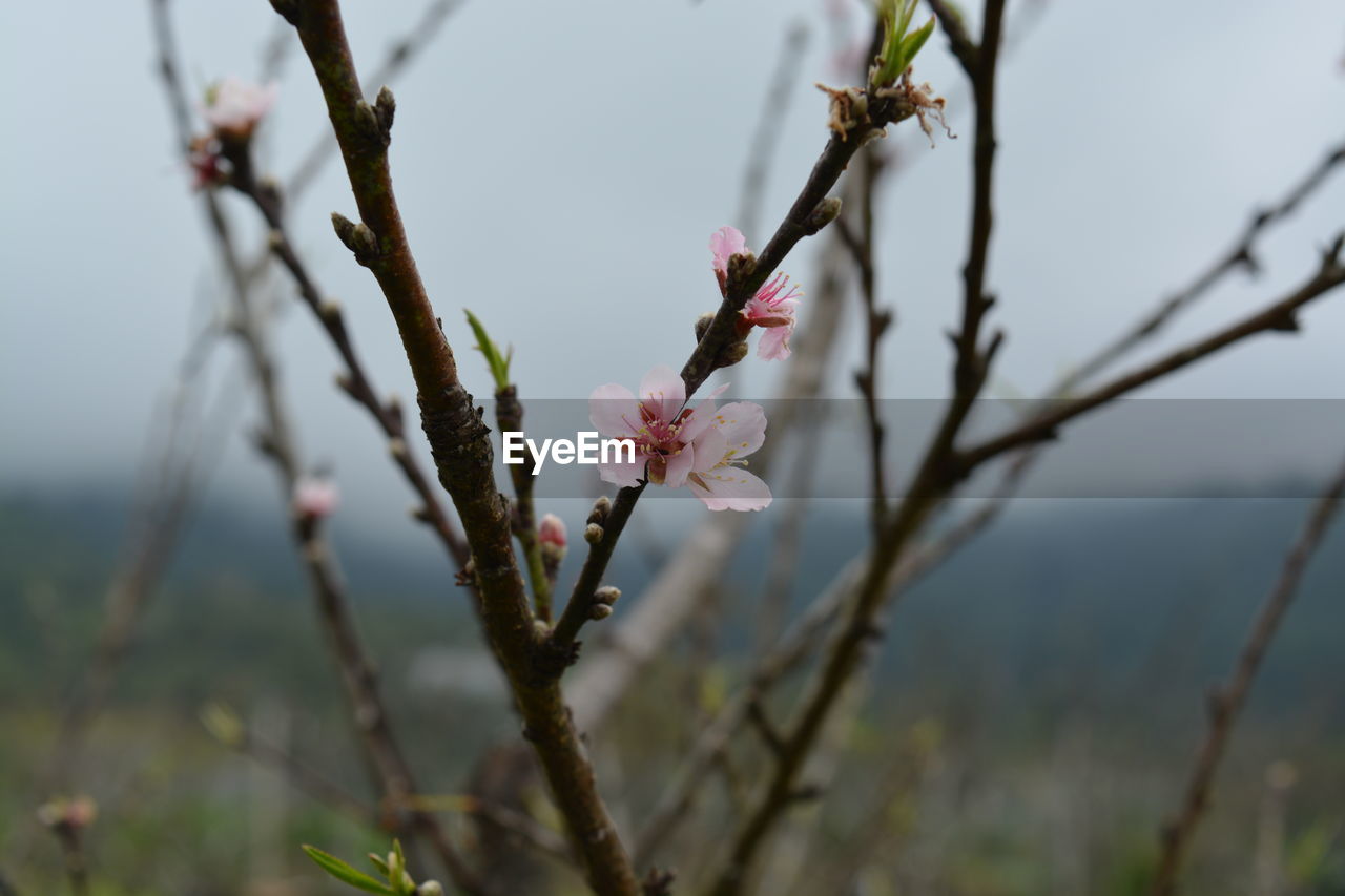 Close-up of pink flowers on branch