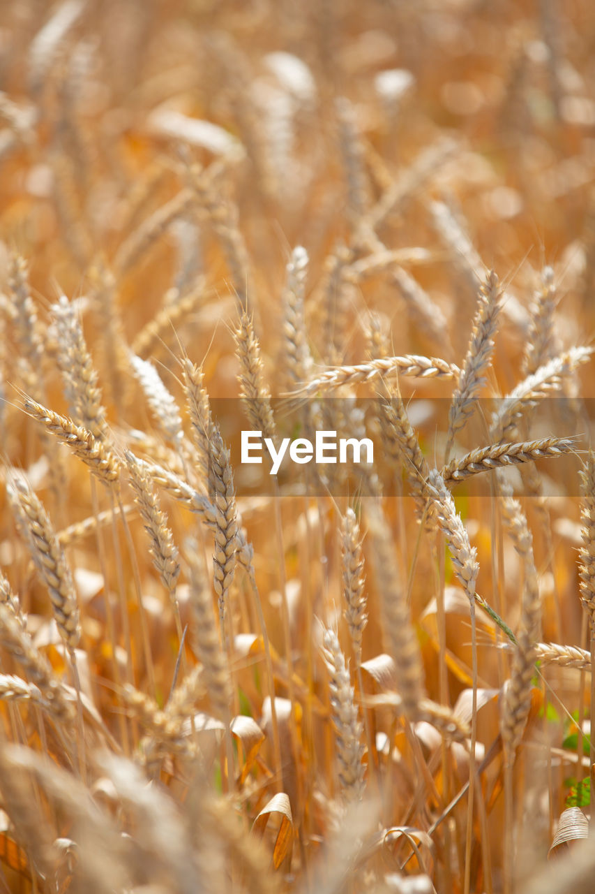 Close-up of wheat growing on field