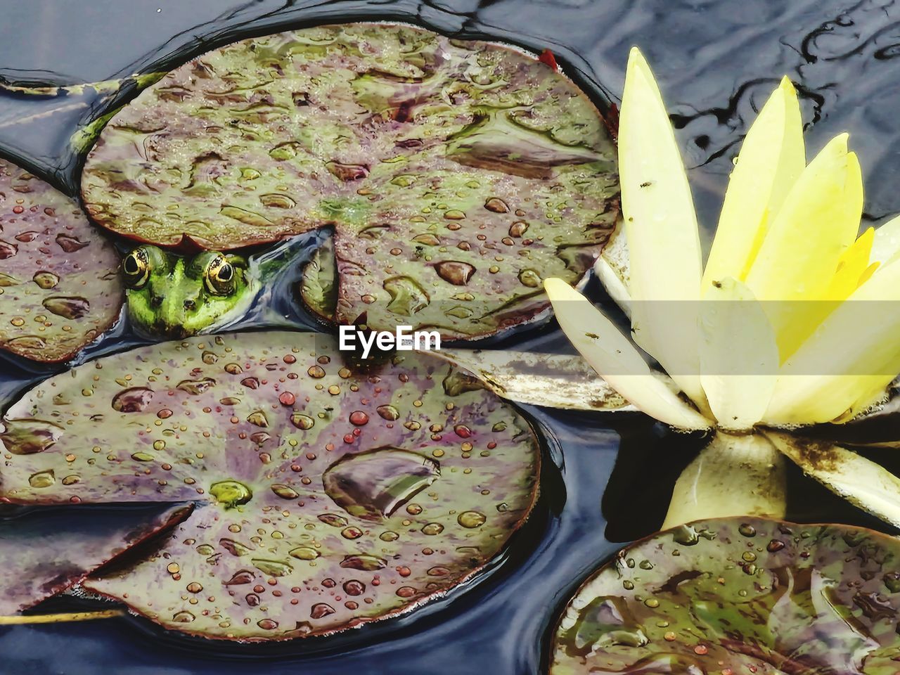 High angle view of frog in the pond