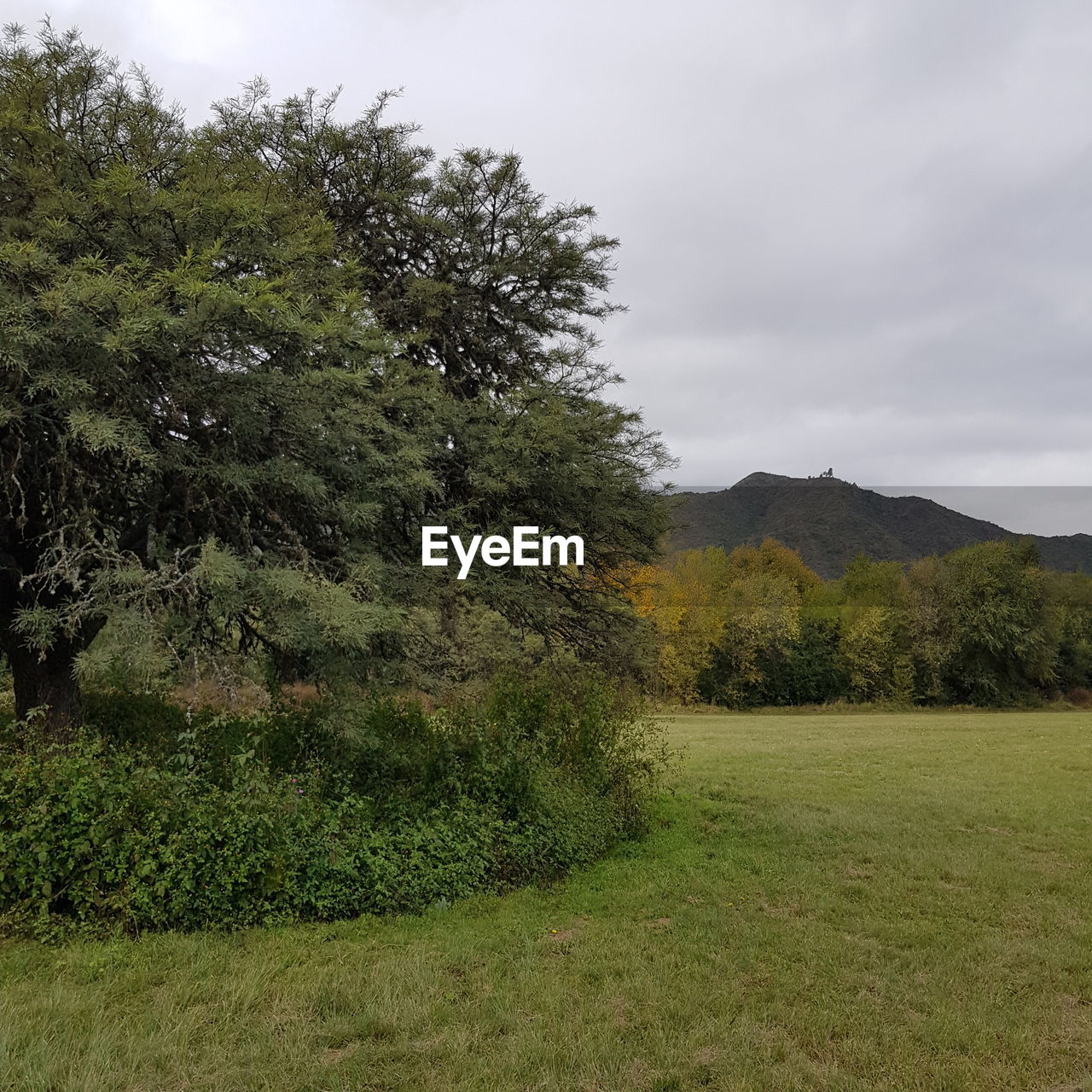 SCENIC VIEW OF GRASSY FIELD AGAINST SKY