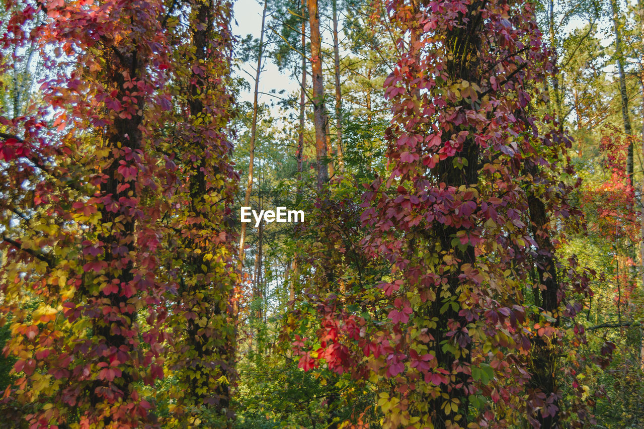 plant, tree, beauty in nature, growth, forest, woodland, autumn, nature, tranquility, land, no people, leaf, day, scenics - nature, low angle view, tranquil scene, outdoors, maple, green, tree trunk, non-urban scene, trunk, idyllic, grove, plant part, freshness, branch, multi colored