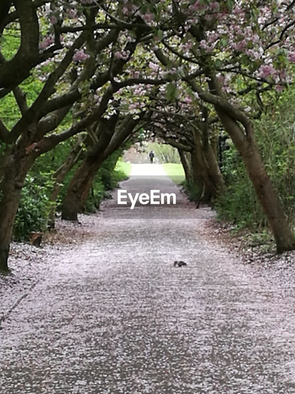 WALKWAY BY TREES