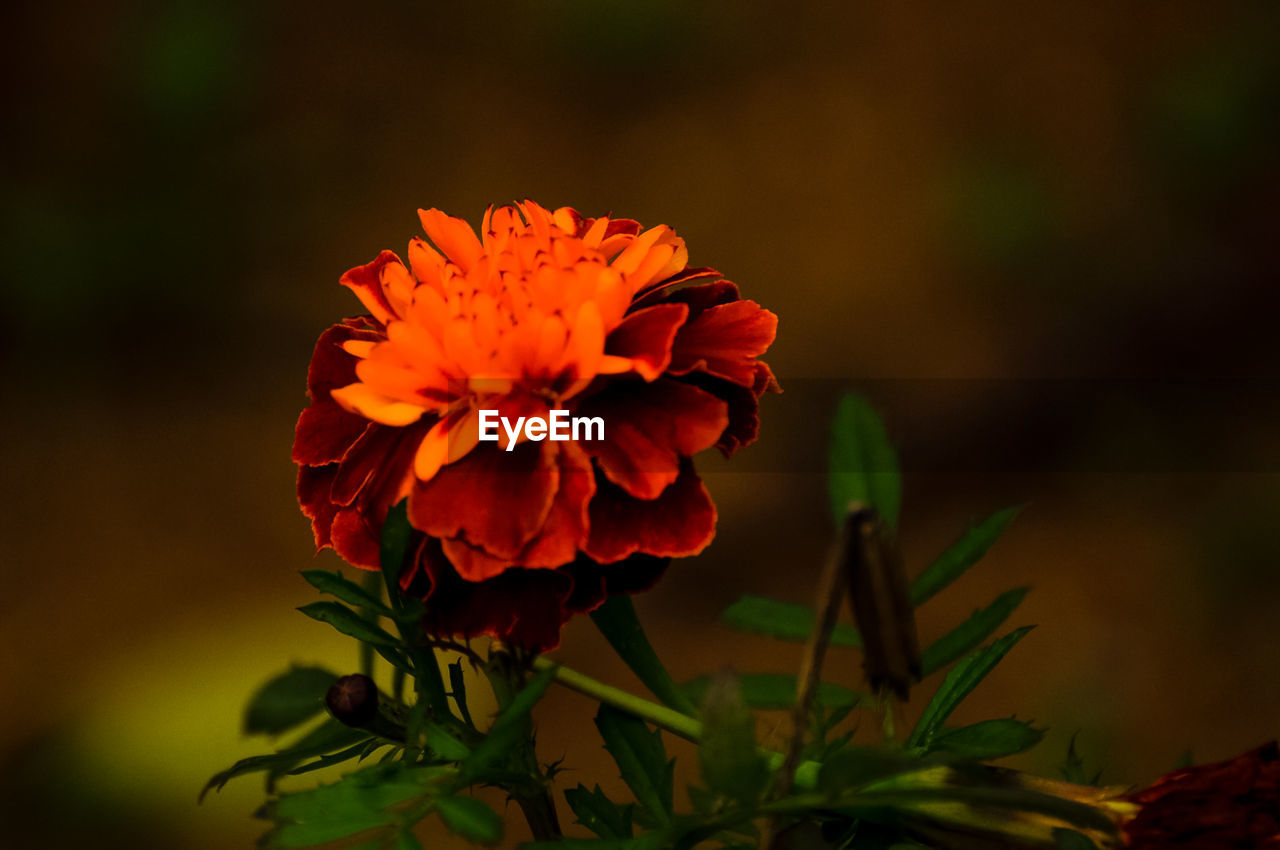 Close-up of marigold blooming outdoors