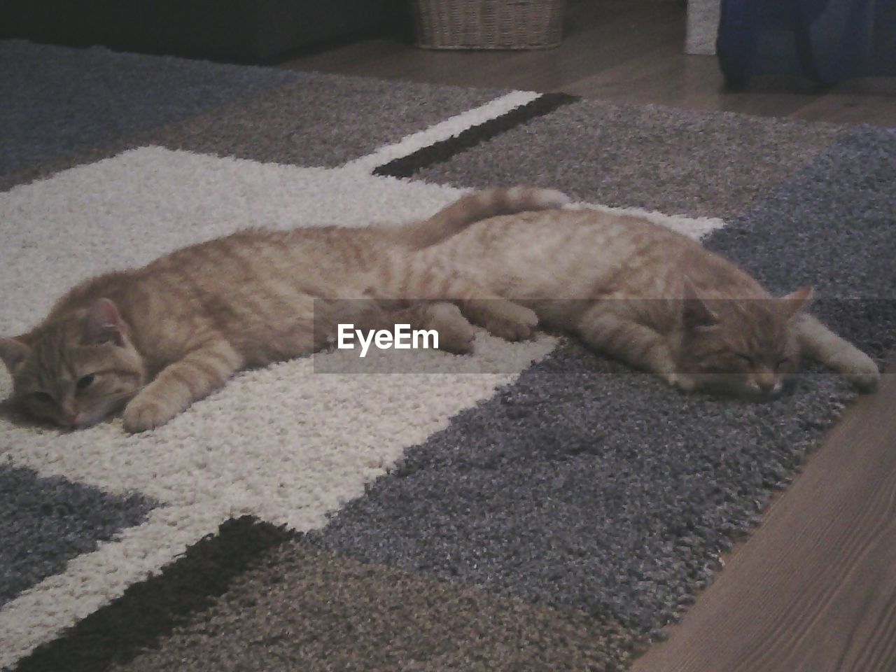 High angle view of cats resting on rug at home