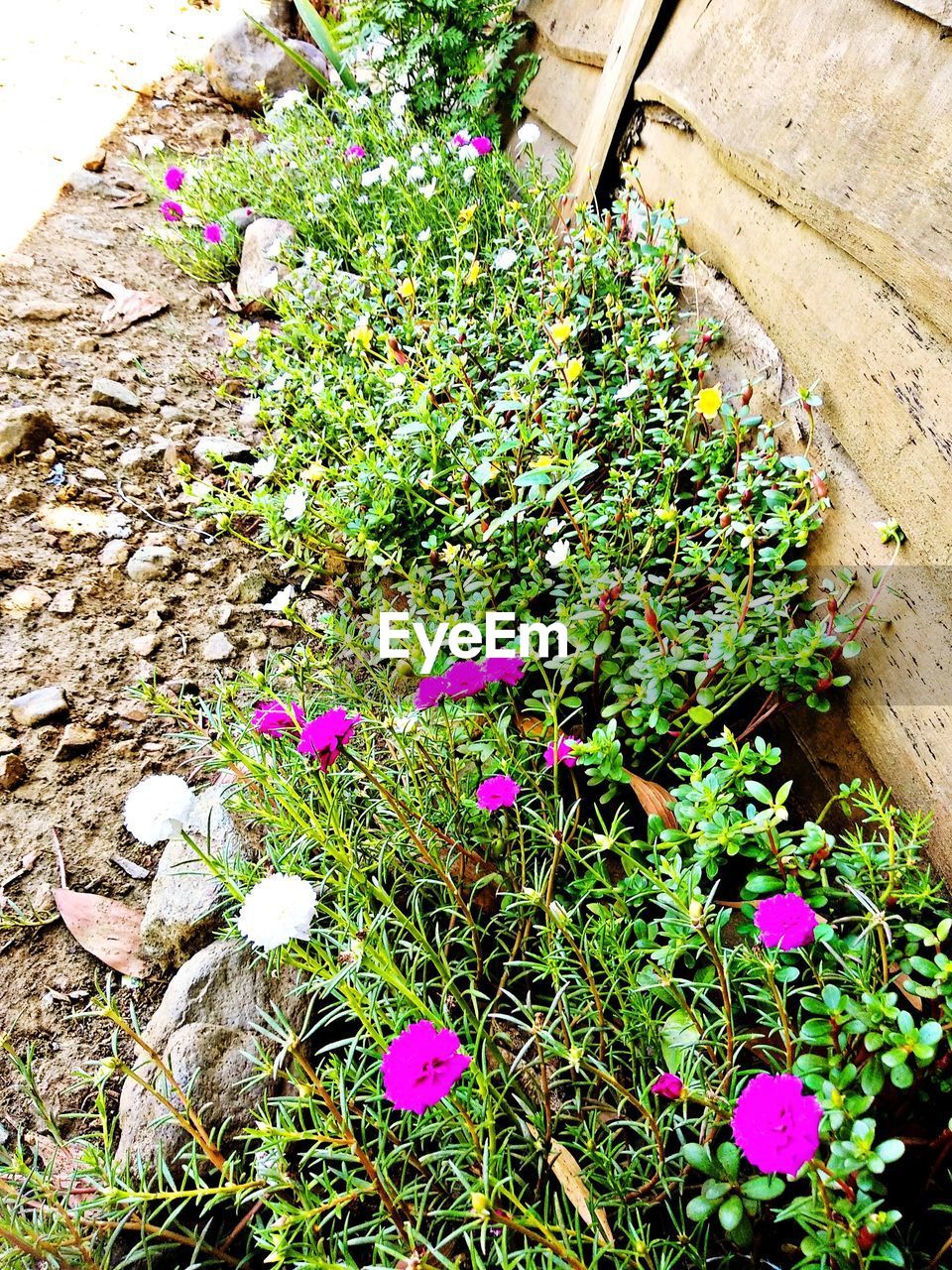 HIGH ANGLE VIEW OF PURPLE FLOWERING PLANTS