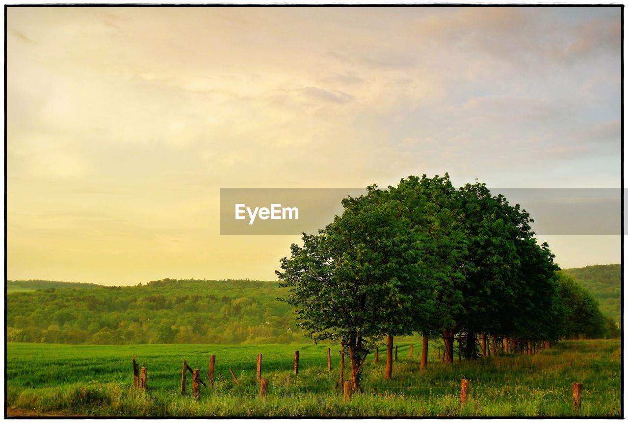 TREES ON FIELD