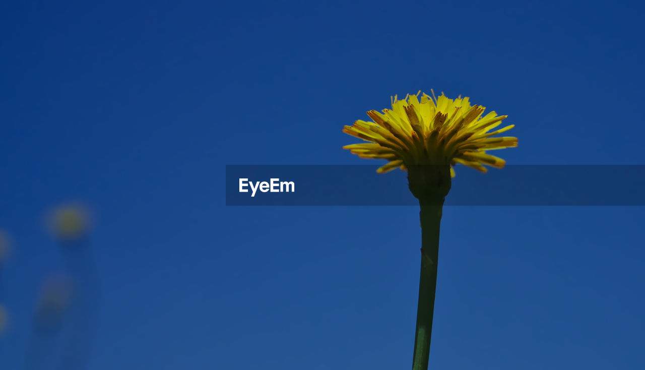 Low angle view of flowering plant against blue sky