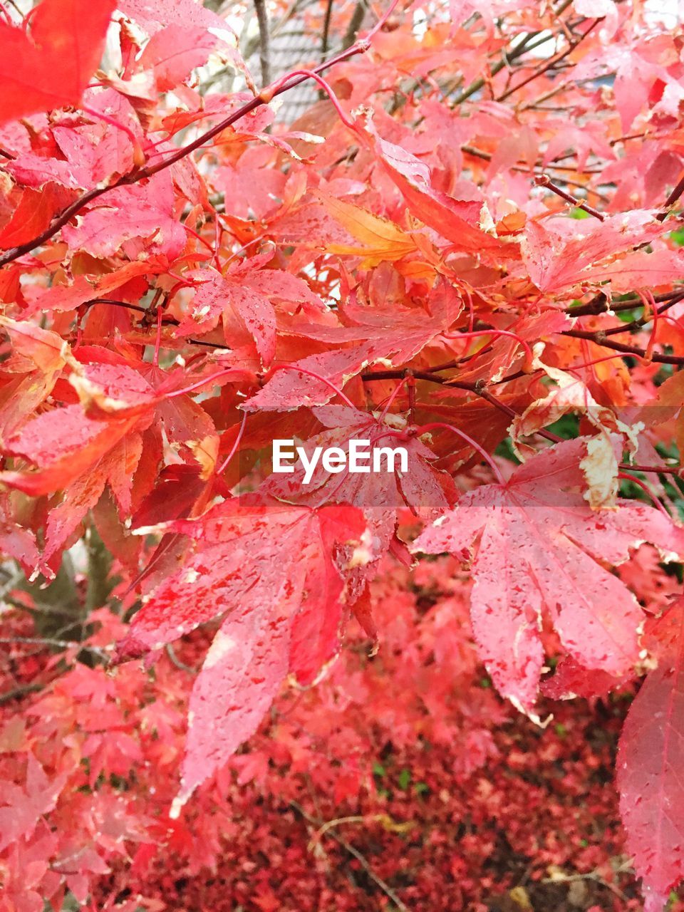 Full frame shot of autumn tree