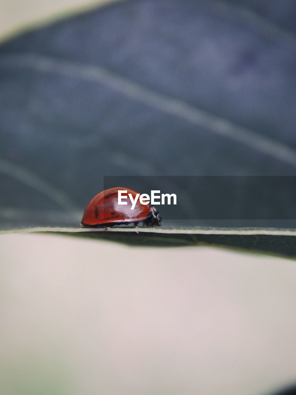 CLOSE-UP OF RED LADYBUG