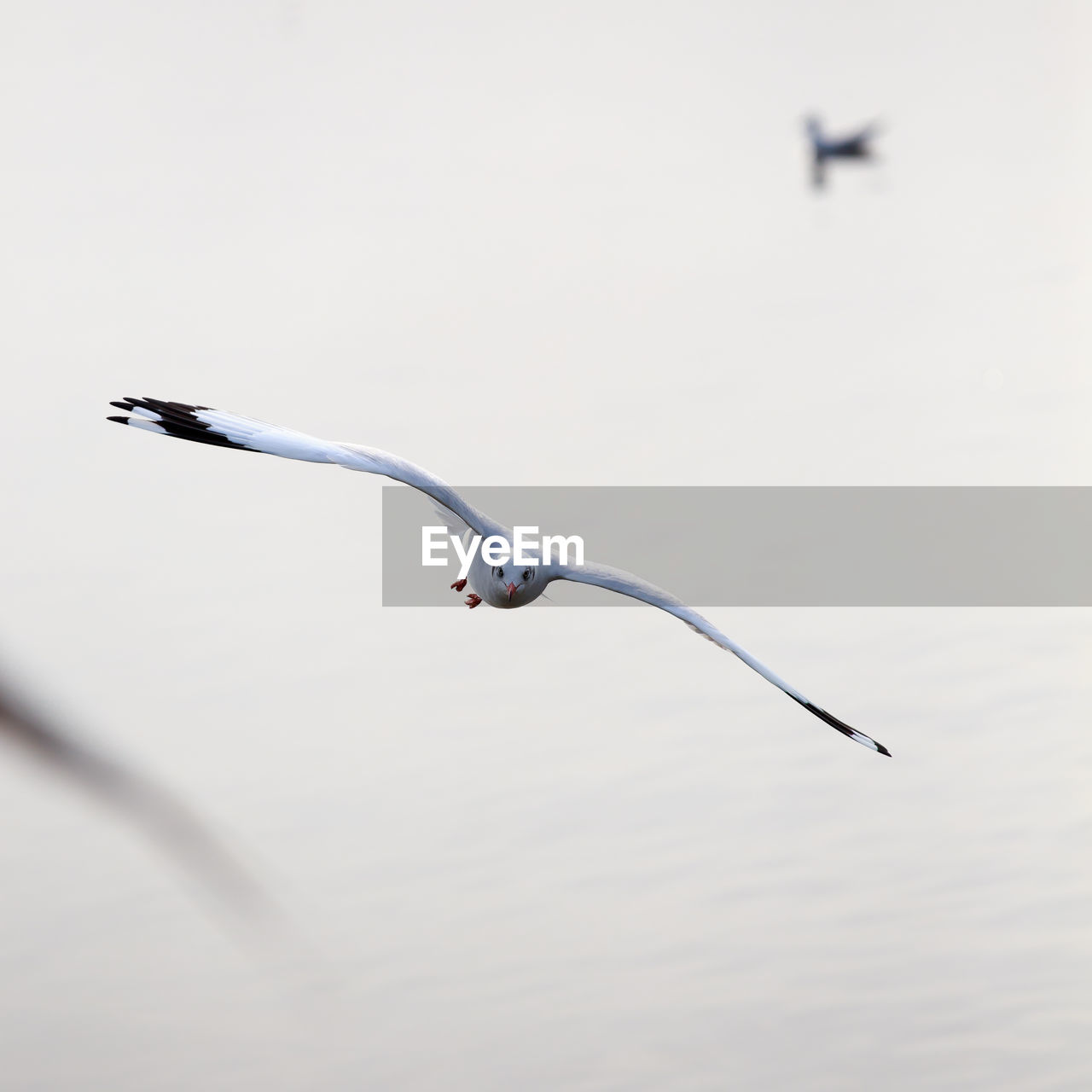 Close-up of seagull flying against lake