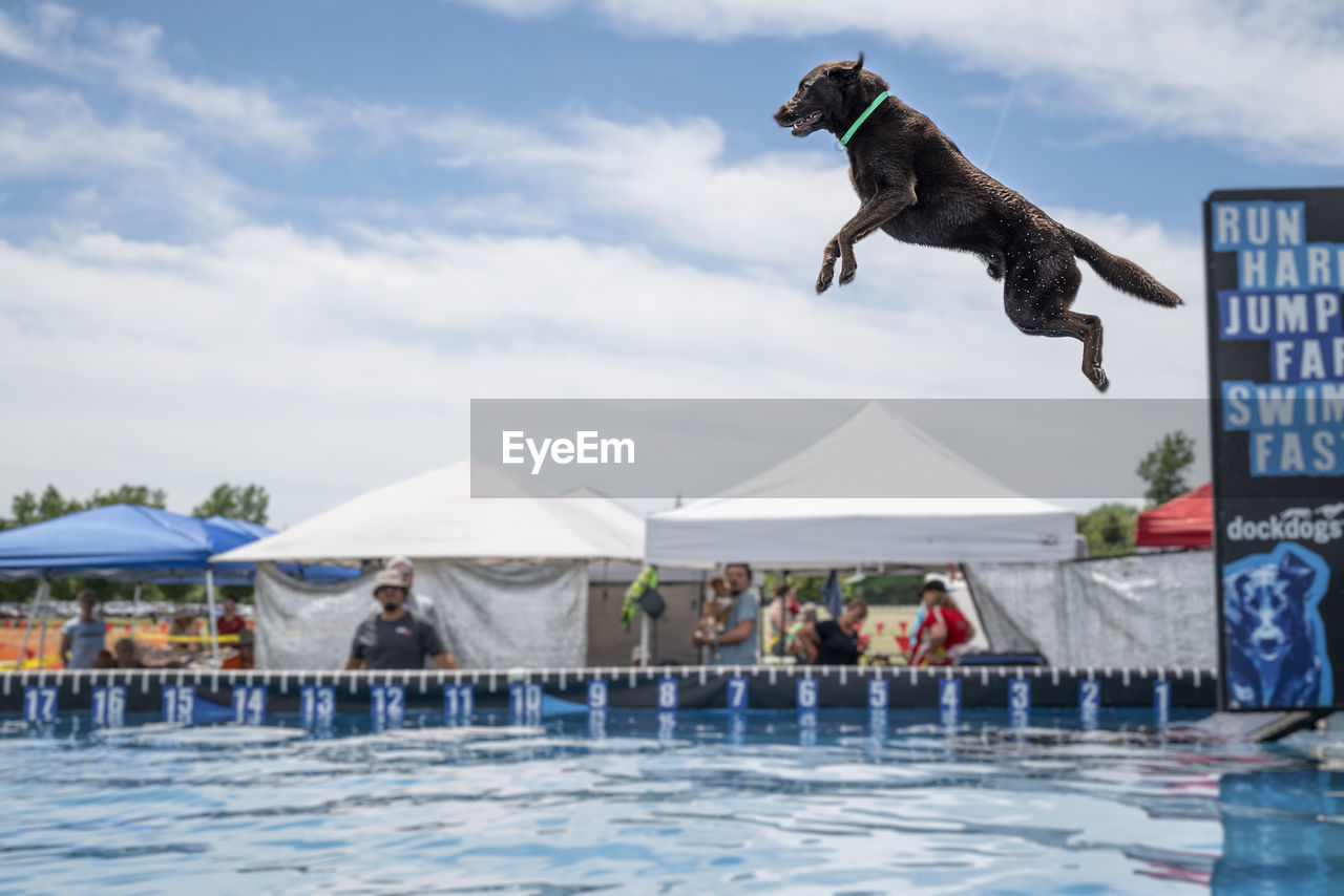 swimming, dog, sports, water, nature, jumping, day, sky, swimming pool, mid-air, canine, animal themes, men, animal, mammal, domestic animals, adult, pet, outdoors, cloud, motion, leisure activity, full length, travel destinations, architecture