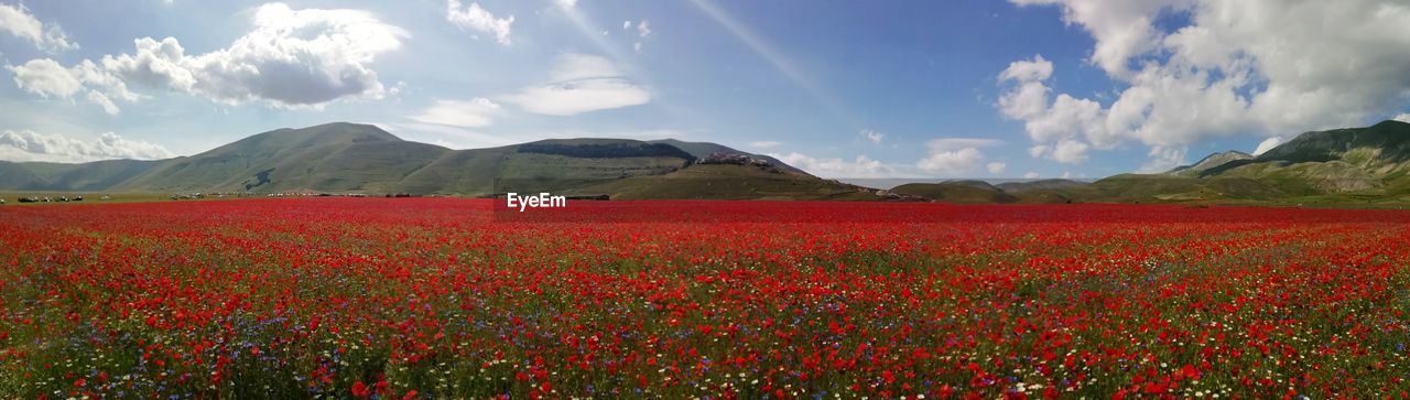 Scenic view of flowering plants on field against sky