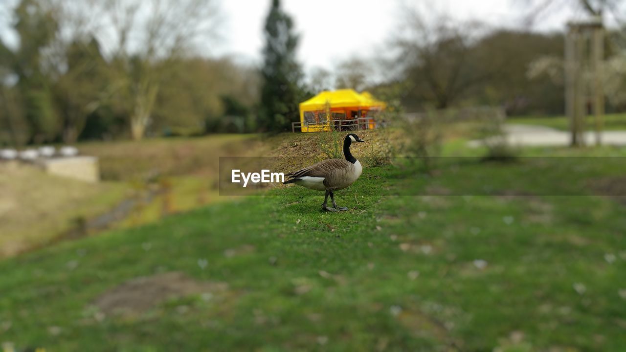 VIEW OF BIRDS ON GRASS