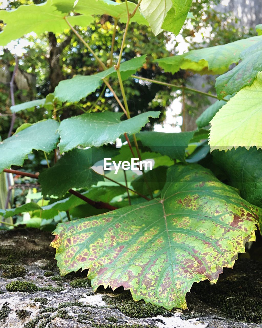 CLOSE-UP OF FRESH GREEN PLANT